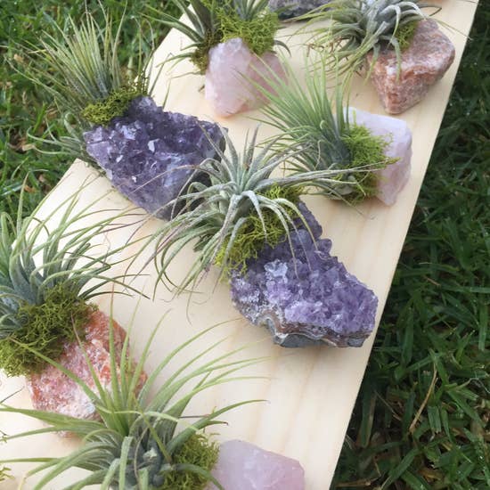 air plants with crystals Crystal Air Plants – Accent House