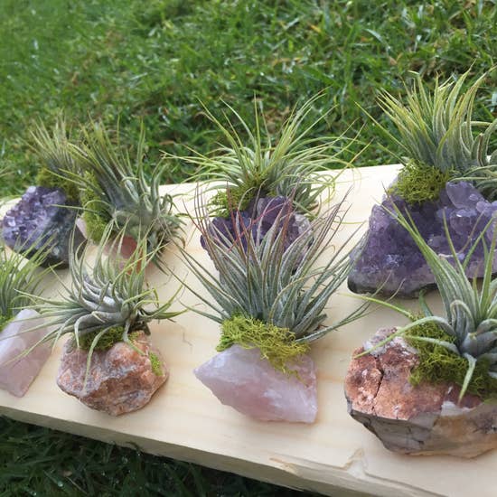 air plants on crystals Crystal Air Plants – Accent House