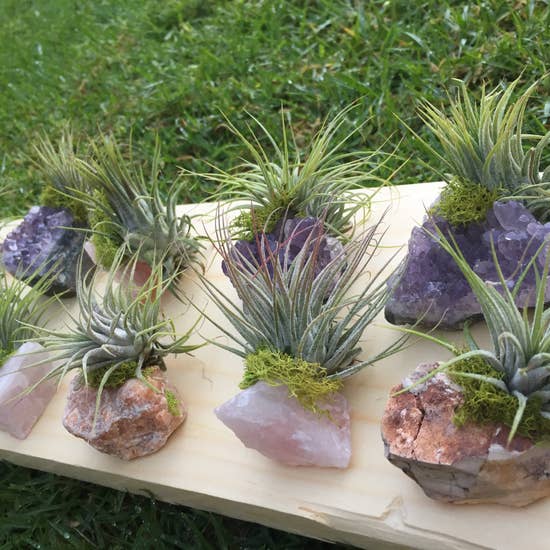 Crystal Air Plants