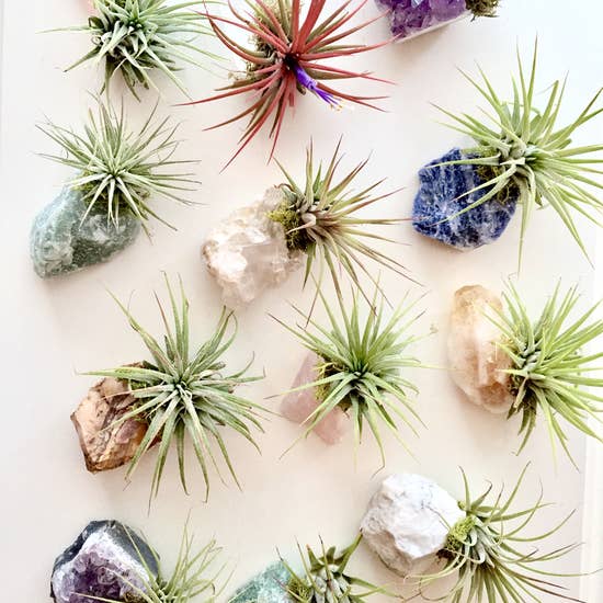 Crystal Air Plants