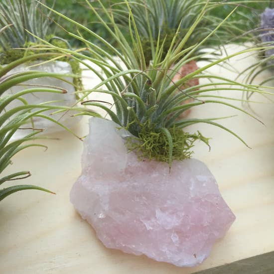 Crystal Air Plants